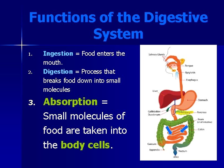 Functions of the Digestive System 1. 2. 3. Ingestion = Food enters the mouth.
