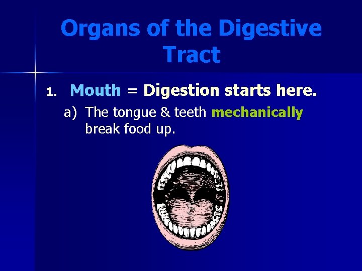 Organs of the Digestive Tract 1. Mouth = Digestion starts here. a) The tongue