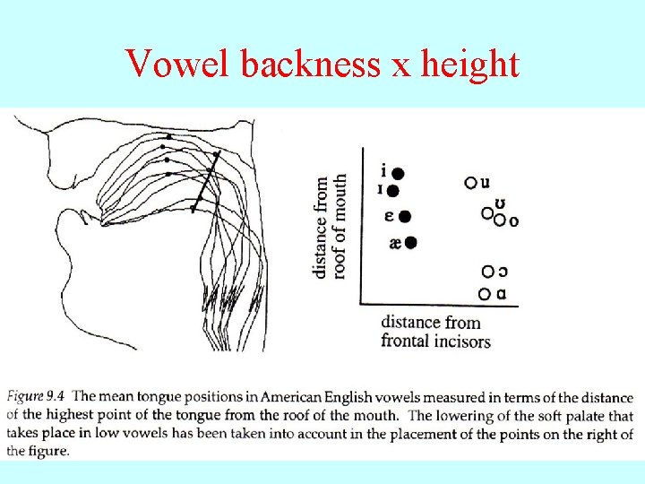 Vowel backness x height 