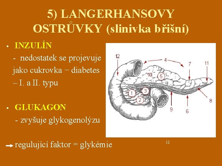 5) LANGERHANSOVY OSTRŮVKY (slinivka břišní) § § INZULÍN - nedostatek se projevuje jako cukrovka