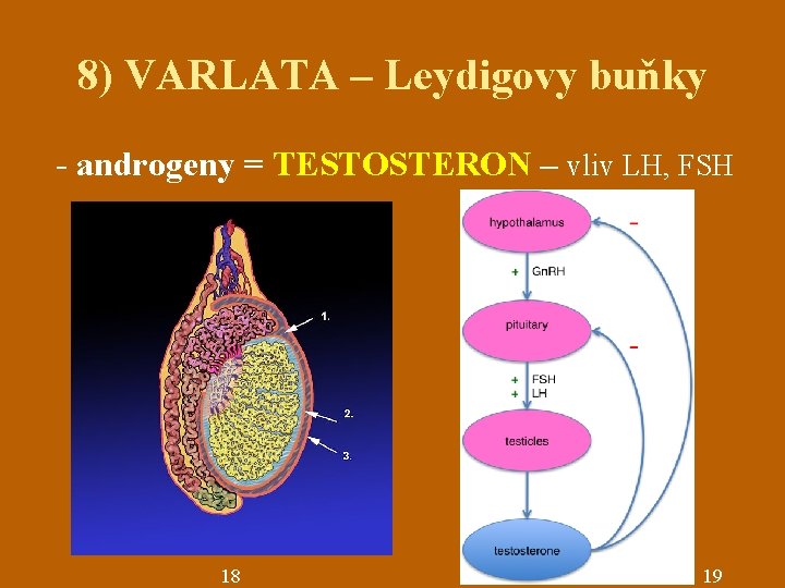 8) VARLATA – Leydigovy buňky - androgeny = TESTOSTERON – vliv LH, FSH 18