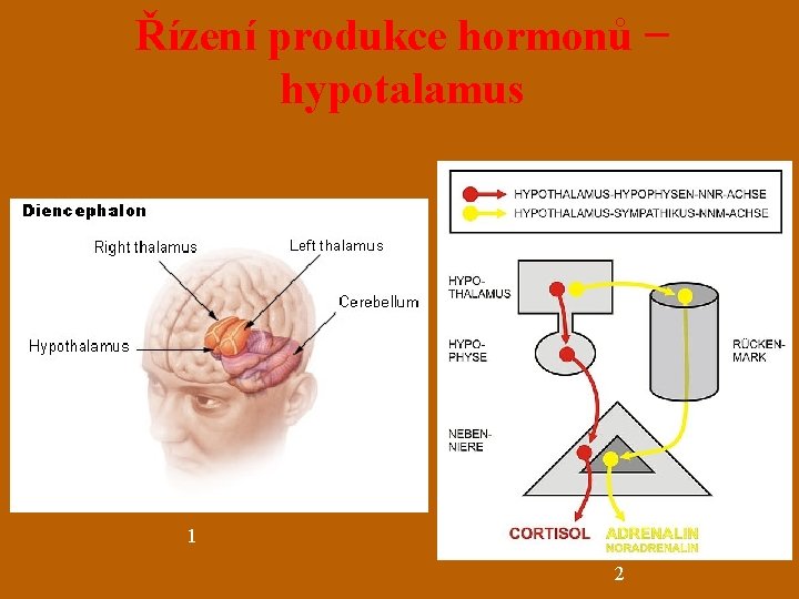 Řízení produkce hormonů − hypotalamus 1 2 