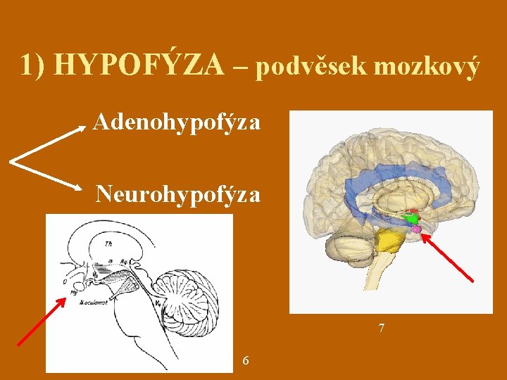 1) HYPOFÝZA – podvěsek mozkový Adenohypofýza Neurohypofýza 7 6 