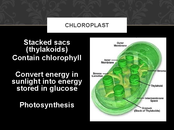 CHLOROPLAST Stacked sacs (thylakoids) Contain chlorophyll Convert energy in sunlight into energy stored in