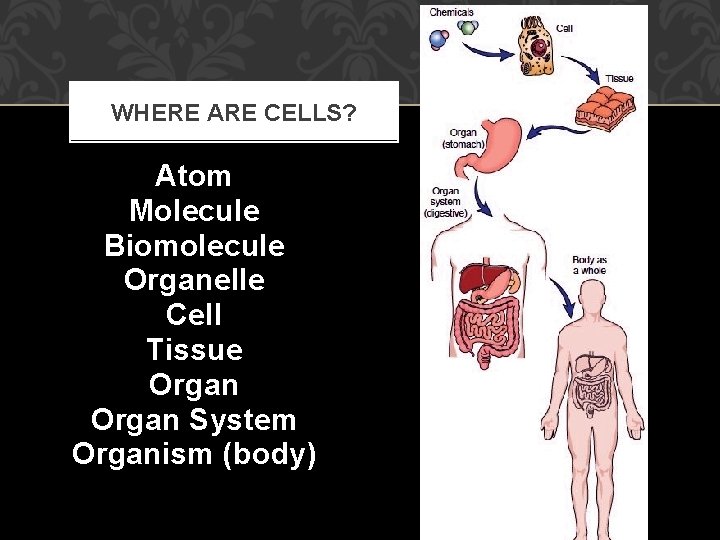 WHERE ARE CELLS? Atom Molecule Biomolecule Organelle Cell Tissue Organ System Organism (body) 