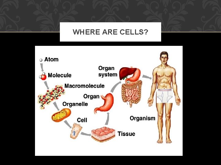 WHERE ARE CELLS? 