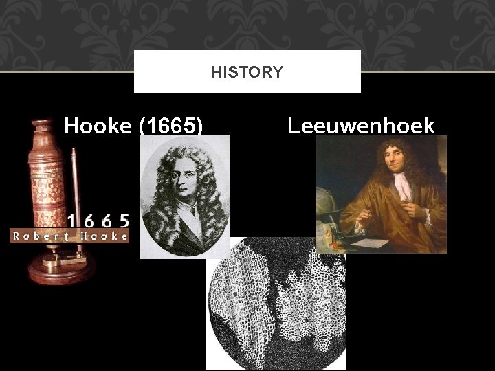 HISTORY Hooke (1665) Leeuwenhoek (1675) 