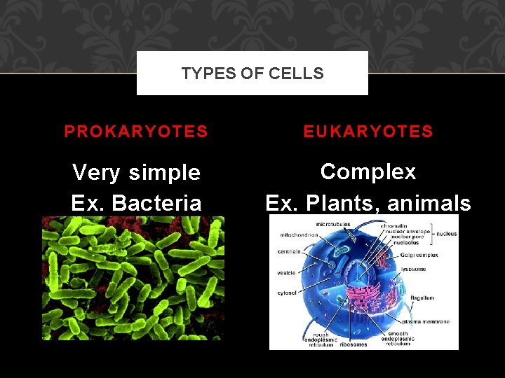TYPES OF CELLS PROKARYOTES EUKARYOTES Very simple Ex. Bacteria Complex Ex. Plants, animals and