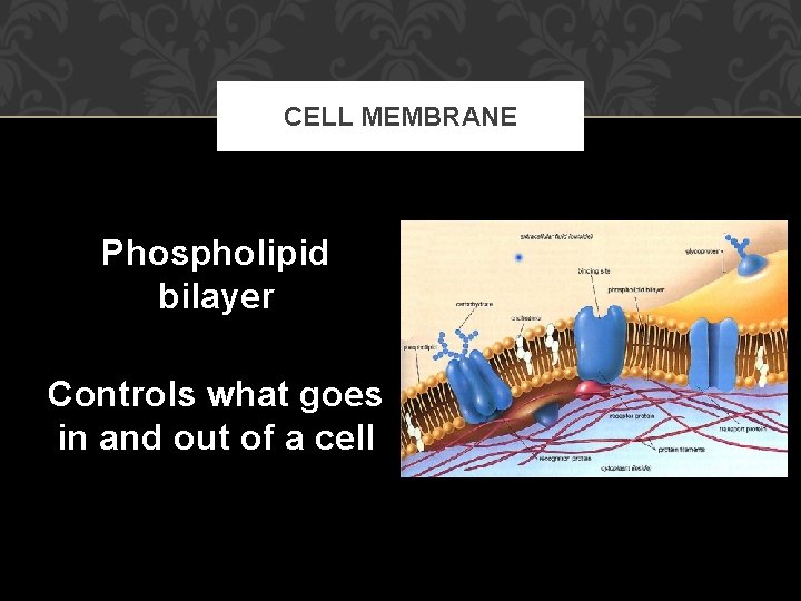 CELL MEMBRANE Phospholipid bilayer Controls what goes in and out of a cell 