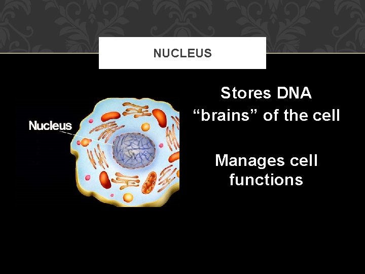 NUCLEUS Stores DNA “brains” of the cell Manages cell functions 