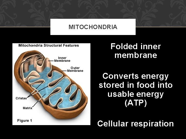 MITOCHONDRIA Folded inner membrane Converts energy stored in food into usable energy (ATP) Cellular