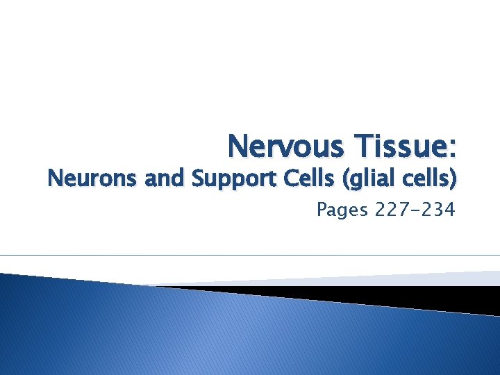 Nervous Tissue: Neurons and Support Cells (glial cells) Pages 227 -234 