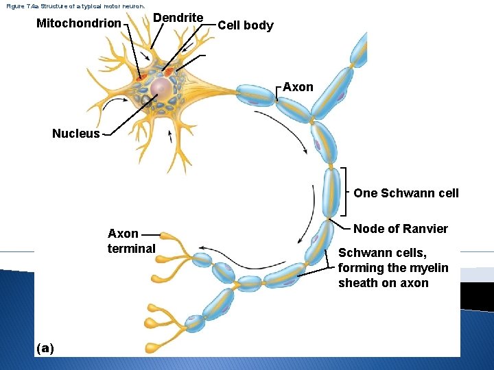 Figure 7. 4 a Structure of a typical motor neuron. Mitochondrion Dendrite Cell body