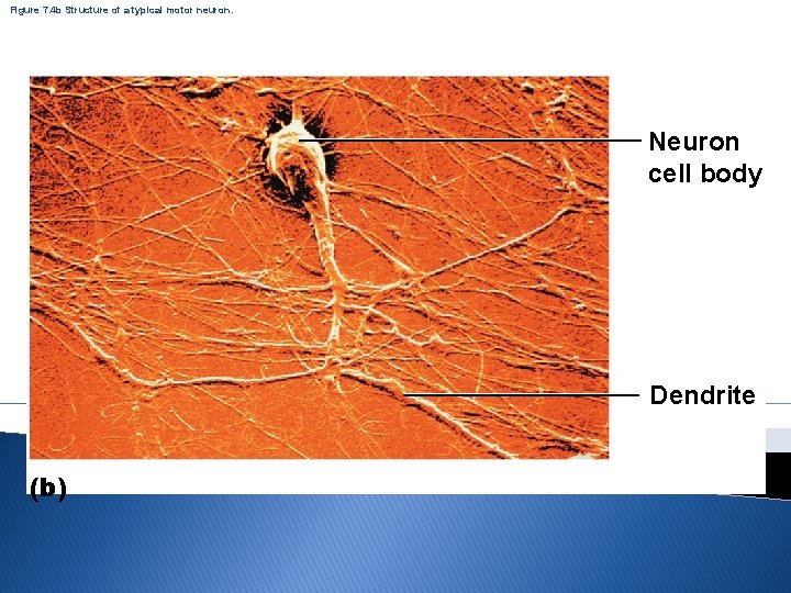 Figure 7. 4 b Structure of a typical motor neuron. Neuron cell body Dendrite