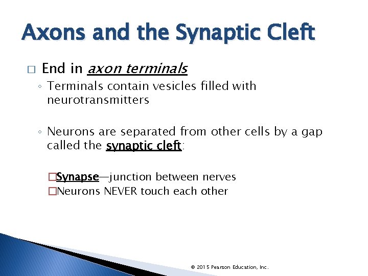 Axons and the Synaptic Cleft � End in axon terminals ◦ Terminals contain vesicles