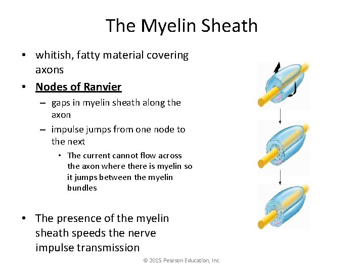 The Myelin Sheath • whitish, fatty material covering axons • Nodes of Ranvier –