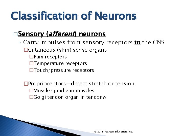 Classification of Neurons � Sensory (afferent) neurons ◦ Carry impulses from sensory receptors to