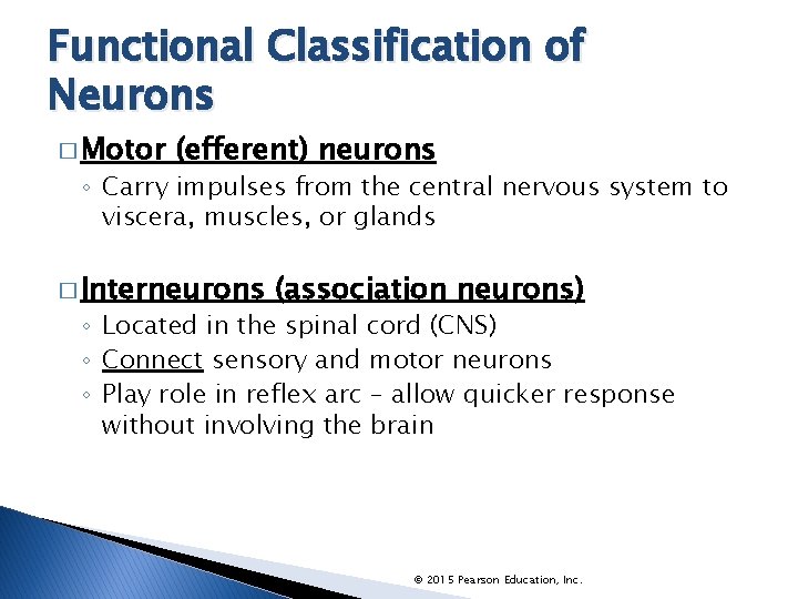 Functional Classification of Neurons � Motor (efferent) neurons ◦ Carry impulses from the central