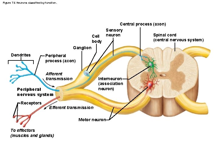 Figure 7. 6 Neurons classified by function. Central process (axon) Sensory Spinal cord neuron