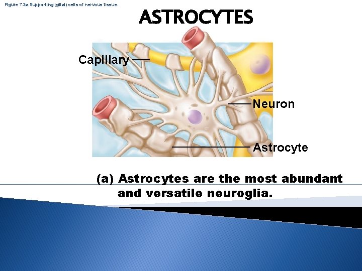 Figure 7. 3 a Supporting (glial) cells of nervous tissue. ASTROCYTES Capillary Neuron Astrocyte