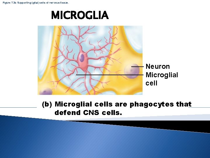 Figure 7. 3 b Supporting (glial) cells of nervous tissue. MICROGLIA Neuron Microglial cell