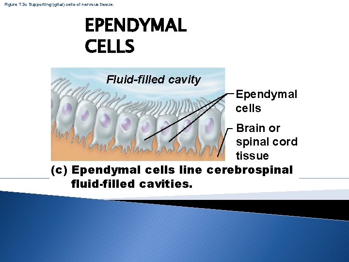 Figure 7. 3 c Supporting (glial) cells of nervous tissue. EPENDYMAL CELLS Fluid-filled cavity