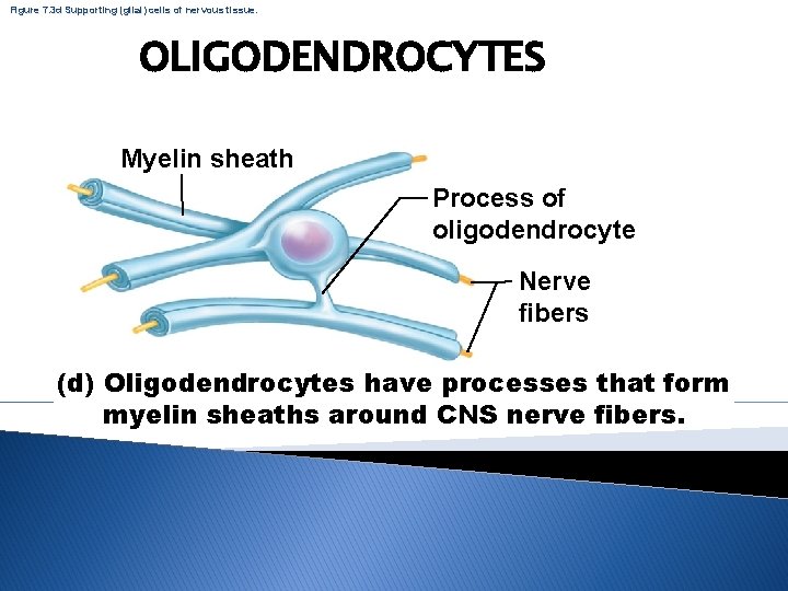 Figure 7. 3 d Supporting (glial) cells of nervous tissue. OLIGODENDROCYTES Myelin sheath Process