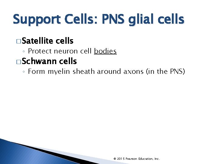 Support Cells: PNS glial cells � Satellite cells ◦ Protect neuron cell bodies �