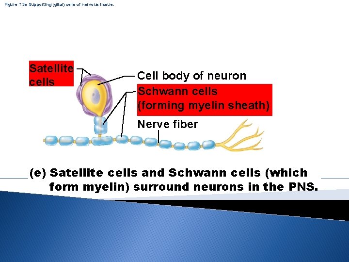 Figure 7. 3 e Supporting (glial) cells of nervous tissue. Satellite cells Cell body