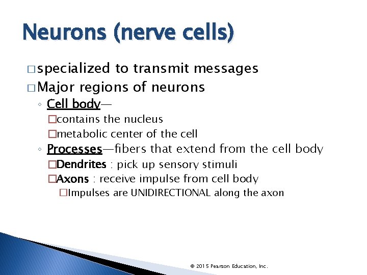 Neurons (nerve cells) � specialized to transmit messages � Major regions of neurons ◦