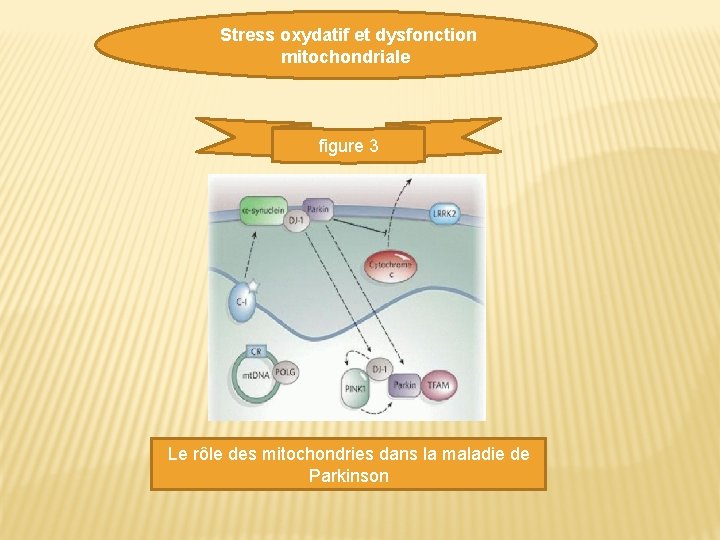 Stress oxydatif et dysfonction mitochondriale figure 3 Le rôle des mitochondries dans la maladie