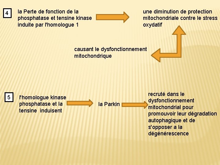 4 la Perte de fonction de la phosphatase et tensine kinase induite par l'homologue