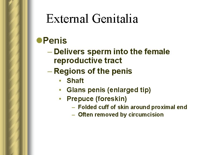 External Genitalia l. Penis – Delivers sperm into the female reproductive tract – Regions