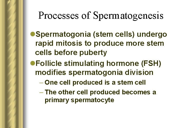 Processes of Spermatogenesis l. Spermatogonia (stem cells) undergo rapid mitosis to produce more stem