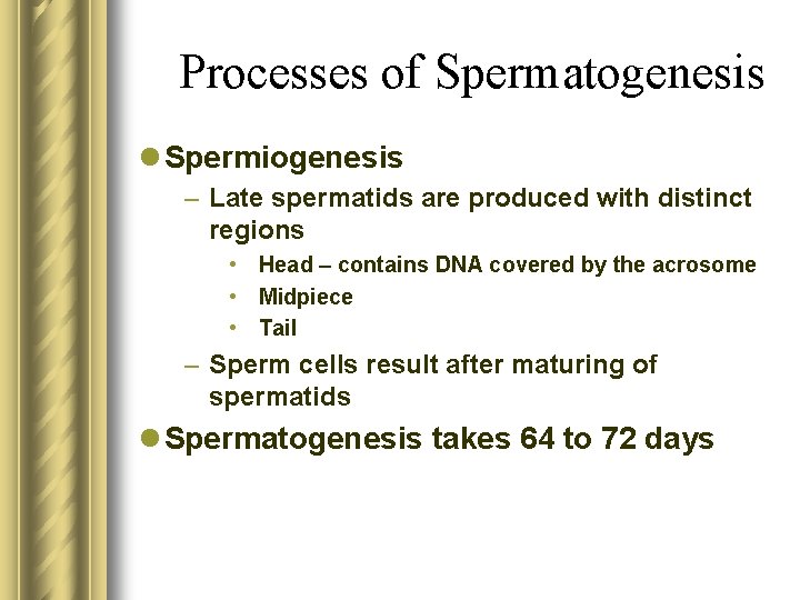 Processes of Spermatogenesis l Spermiogenesis – Late spermatids are produced with distinct regions •