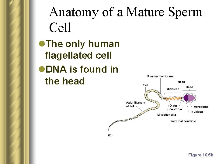 Anatomy of a Mature Sperm Cell l. The only human flagellated cell l. DNA