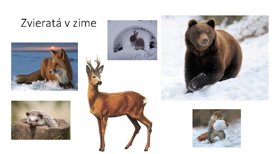 Zvieratá v zime 