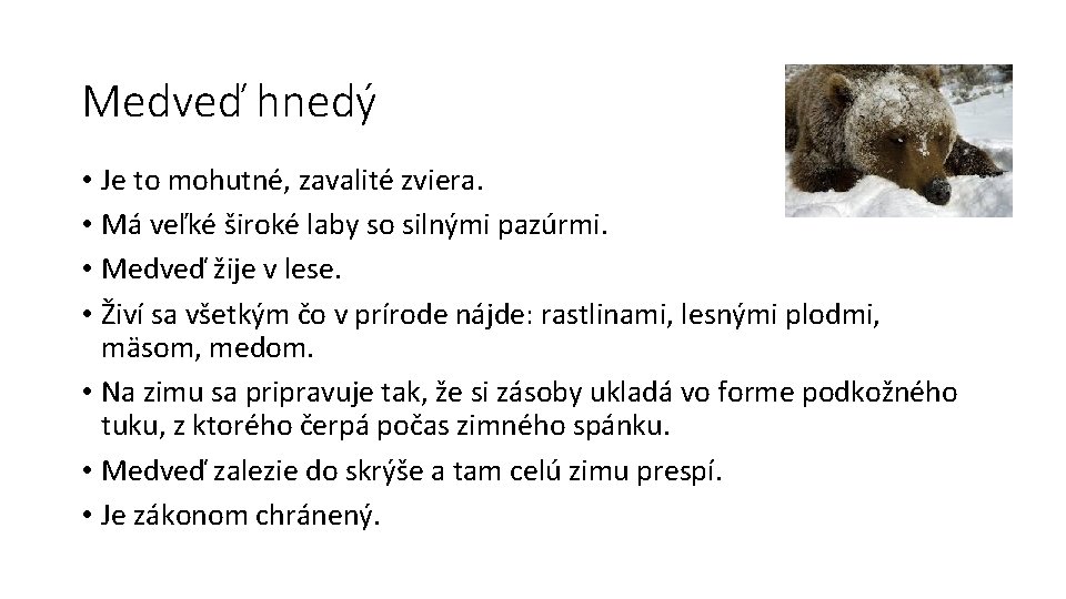 Medveď hnedý • Je to mohutné, zavalité zviera. • Má veľké široké laby so