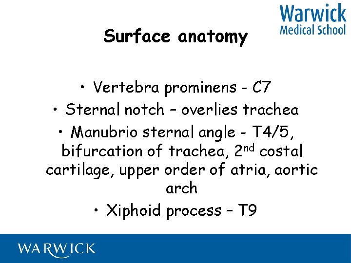 Surface anatomy • Vertebra prominens - C 7 • Sternal notch – overlies trachea