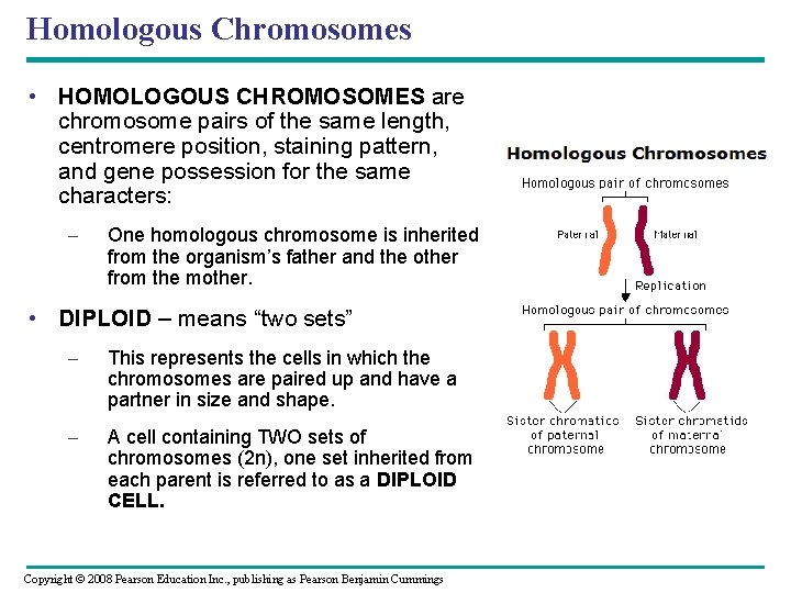 Homologous Chromosomes • HOMOLOGOUS CHROMOSOMES are chromosome pairs of the same length, centromere position,