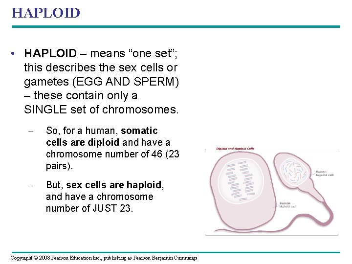 HAPLOID • HAPLOID – means “one set”; this describes the sex cells or gametes