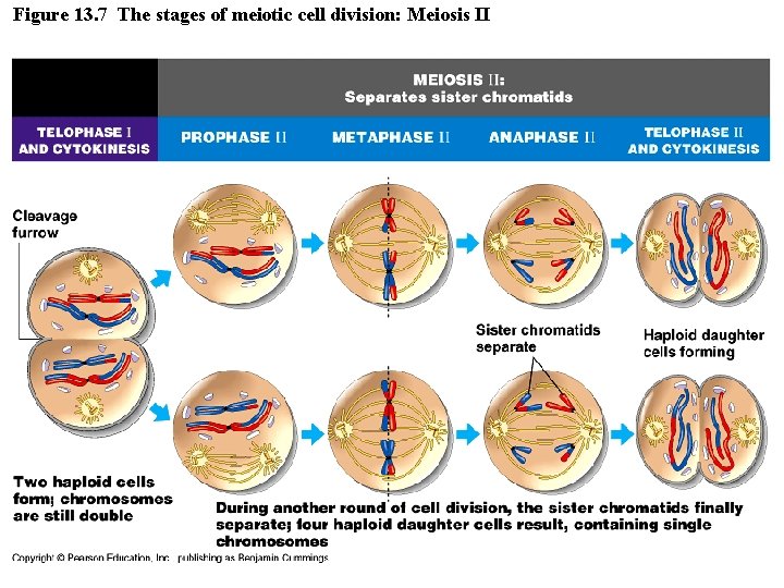 Figure 13. 7 The stages of meiotic cell division: Meiosis II 