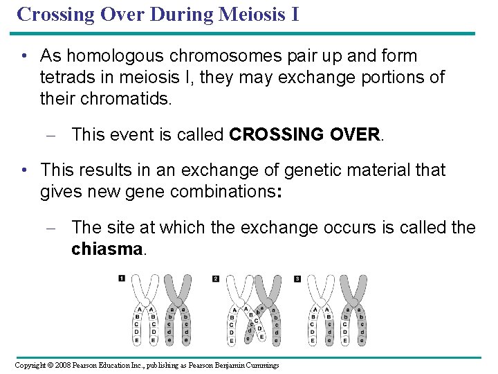 Crossing Over During Meiosis I • As homologous chromosomes pair up and form tetrads