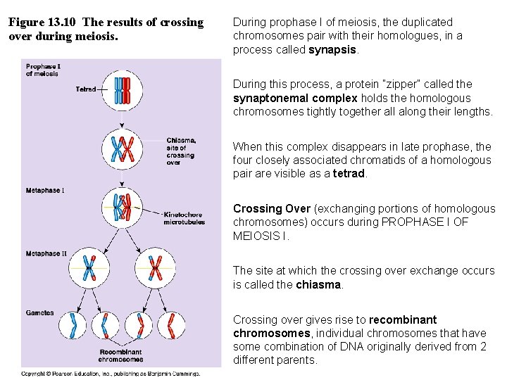 Figure 13. 10 The results of crossing over during meiosis. During prophase I of