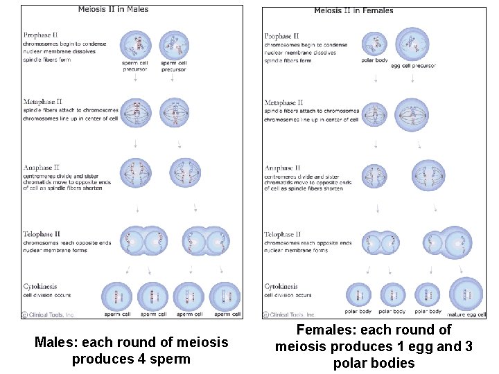 Males: each round of meiosis produces 4 sperm Females: each round of meiosis produces