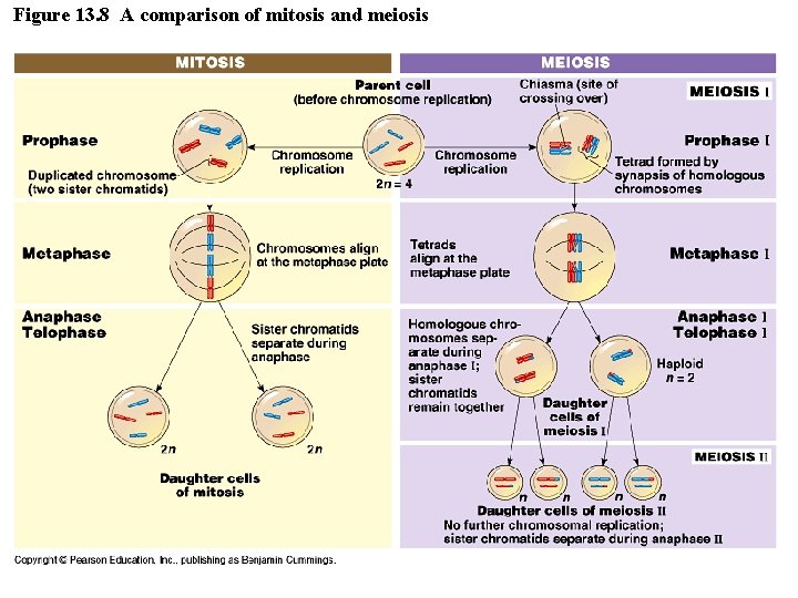 Figure 13. 8 A comparison of mitosis and meiosis 