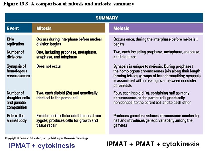 Figure 13. 8 A comparison of mitosis and meiosis: summary IPMAT + cytokinesis 