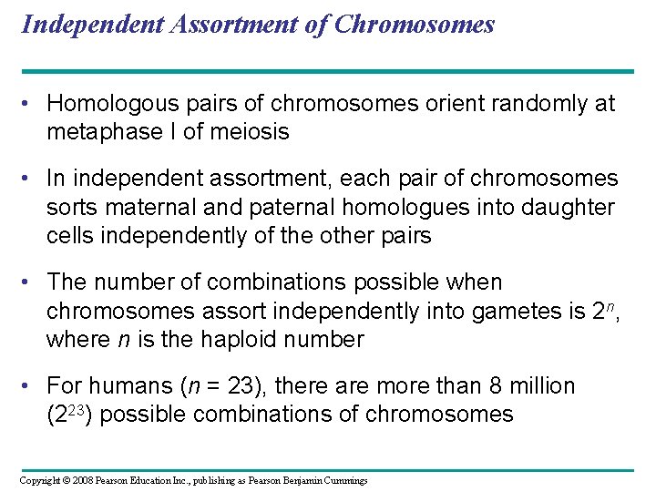 Independent Assortment of Chromosomes • Homologous pairs of chromosomes orient randomly at metaphase I