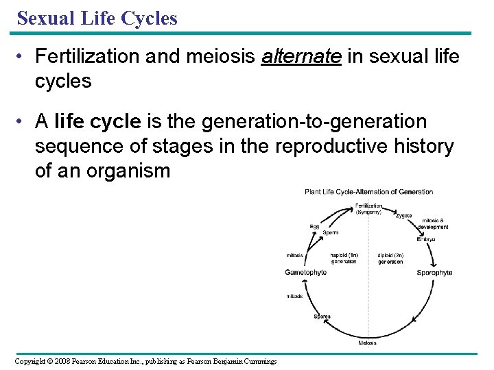 Sexual Life Cycles • Fertilization and meiosis alternate in sexual life cycles • A