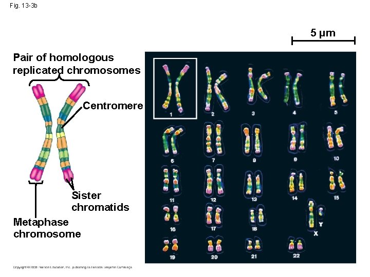 Fig. 13 -3 b 5 µm Pair of homologous replicated chromosomes Centromere Sister chromatids